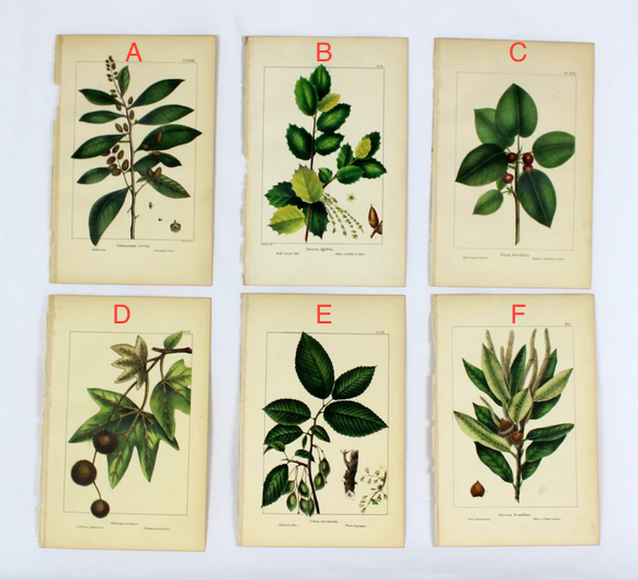 Vintage Botanical Prints