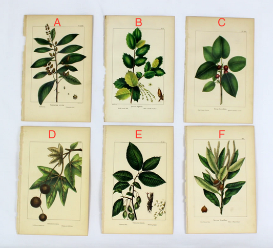 Vintage Botanical Prints
